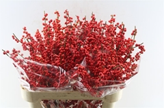 Ilex Verticillata 80cm