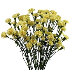 Dianthus Spray Yellow 65cm