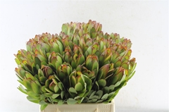 Leucadendron Safari Goldstrike 40cm