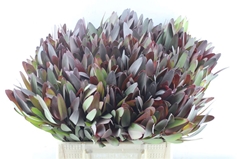 Leucadendron Safari Sunset 40cm