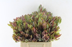 Leucadendron Senorita 40cm