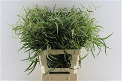 Eucalyptus Nicholii 60cm 200gr.