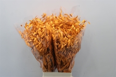 Chasmanthium Latifolium Mantis 80cm