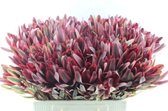 Leucadendron Jester 60cm