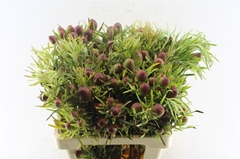 Leucadendron Ruby Globe 60cm Spray
