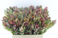 Leucadendron Senorita 60cm