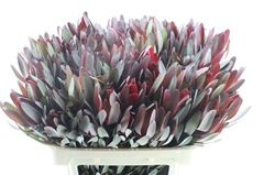 Leucadendron Safari Sunset 70cm