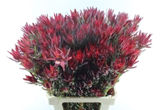 Leucadendron Salignum Blush 70cm Spray