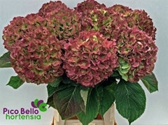 Hydrangea Verena Classic 90cm 22-24cm Hd