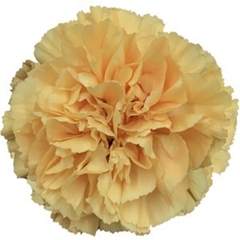 Dianthus Single Caroline Gold 65cm