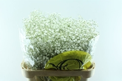 Gypsophila Paniculata Xlence 80cm 45gr.