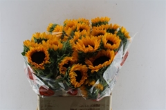 Helianthus Orange Fire 80cm