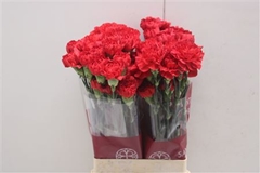 Dianthus Single Red Magic 70cm