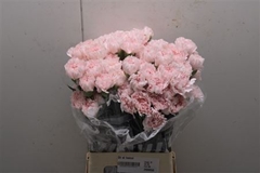Dianthus Single Hanoi 70cm