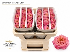 Rosa Wabara Miyabi Champagne 50cm