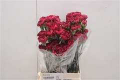 Dianthus Single Lucy 70cm