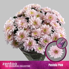 Chrysanth Spray Pastela Pink 70cm 80gr.