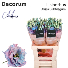 Eustoma Double Painted Alissa Bubblegum 70cm