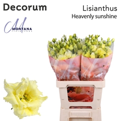 Eustoma Double Painted Heavenly Sunshine 70cm