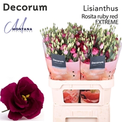 Eustoma Double Rosita Red 90cm