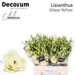 Eustoma Double Alissa Yellow 60cm