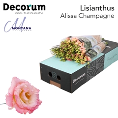 Eustoma Double Alissa Champagne 70cm