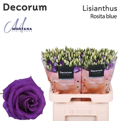 Eustoma Double Rosita Blue 70cm