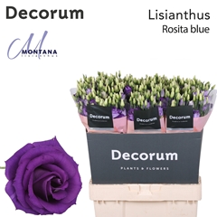 Eustoma Double Rosita Blue 70cm