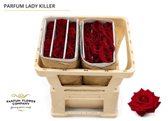 Rosa Scented Lady Killer 50cm