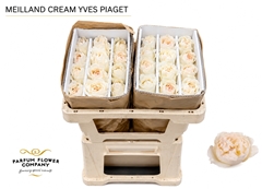 Rosa Meilland Cream Yves Piaget 50cm