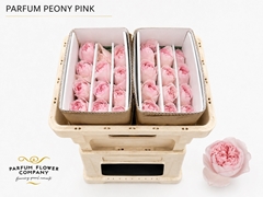 Rosa Scented Peony Pink 50cm