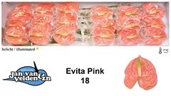 Anthurium Evita Pink 13cm Hd
