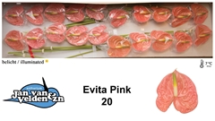 Anthurium Evita Pink 9cm Hd