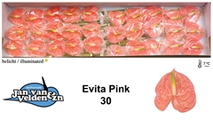 Anthurium Evita Pink 9cm Hd