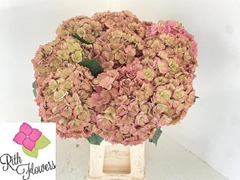 Hydrangea Royal Anastasia Classic 60cm 18-20cm Hd