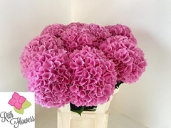 Hydrangea Royal Salute 60cm 17-19cm Hd