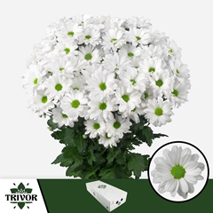 Chrysanth Spray Kennedy 70cm 75gr.