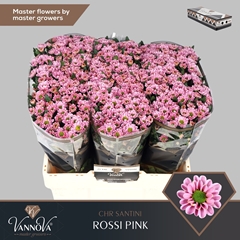 Chrysanth Santini Rossi Pink 55cm 44gr.
