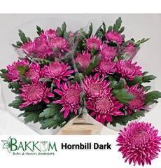 Chrysanth Single Hornbill Dark 80cm 130gr.