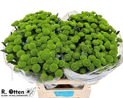 Chrysanth Santini Lola 75cm 54gr.