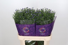 Aster Casamare 80cm 40gr.