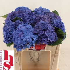 Hydrangea Pimpernel 50cm 15-17cm Hd
