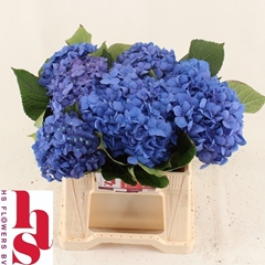 Hydrangea Pimpernel 40cm 15-17cm Hd