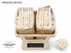 Rosa Garden Princess Miyuki 50cm
