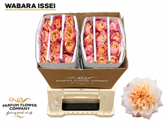 Rosa Wabara Issei 50cm