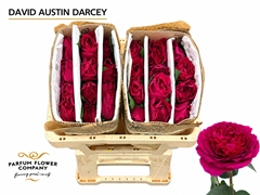 Rose David Austin Darcey 50cm
