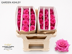 Rosa Garden Ashley 50cm