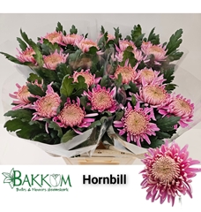 Chrysanth Single Hornbill 80cm 130gr.