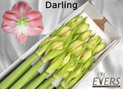 Hippeastrum Darling 70cm