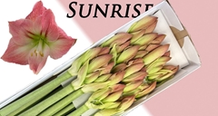 Hippeastrum Sunrise 60cm